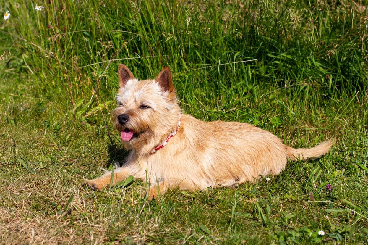 Hund